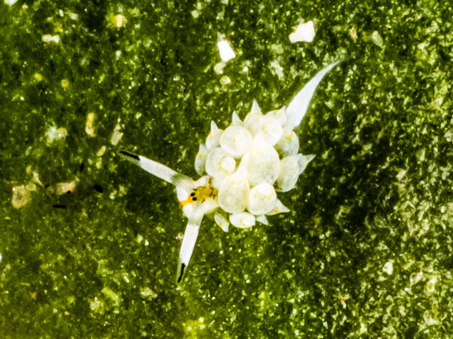 Costasiella kuroshimae